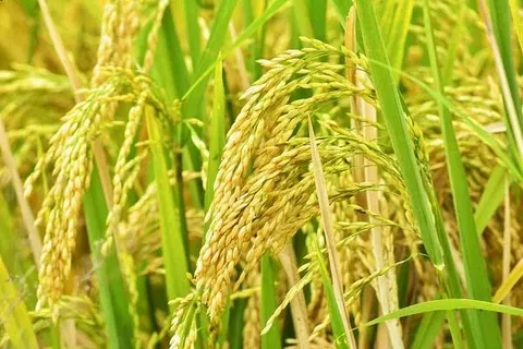تصویر 3 از خرید و قیمت برنج عنبر بو دیلمی + فروش عمده
